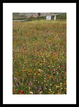 Flowering field in Algeria