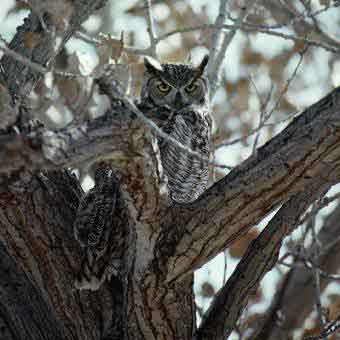 On the Lookout